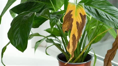 why is my peace lily leaves turning yellow|peace lily yellow leaf problems.